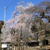 安養寺の滝桜・淡墨桜・祐天桜・称名桜・・