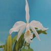 Cattleya maxima f.delicata`M.Wave'  