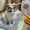 久しぶりのロングお留守番でふくちゃんはとても寂しかったようです