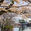 小田原城の桜見てきた！2024