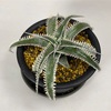 Dyckia ‘Wasabi’ （ディッキア ‘ワサビ’）BBYの育て方 & 生育記録 Vol. 1