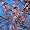 桜咲く