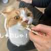 日本の猫が置かれている現状と課題について、スーパー猫の日に考えてみた。