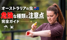 オーストラリアの虫は大きい？危険な種類と刺されたときの注意点【完全ガイド】