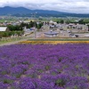 富良野ラベンダー。北海道と父