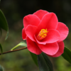 【椿の花言葉】椿の色々事情
