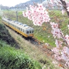 琴電挿頭丘駅近くの樹木に咲いている花は