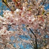 最近の2020桜卒業白イチゴ