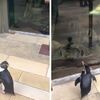 ペンギンの小さな「大冒険」 新型コロナで閉鎖の米水族館