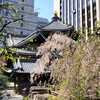 【京都】『六角堂（頂法寺）』に行ってきました。京都観光 そうだ京都行こう 京都桜