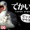 1206【セグロカモメのでかい口】カルガモ交尾失敗とエンジェルウイング求愛ダンス、マガモとの交雑種マルガモ。カラスの餌隠しと、空中戦。オカヨシガモ【 #今日撮り野鳥動画まとめ 】 #身近な生き物語