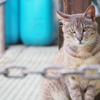 【沼島のネコ】～小さな離島に住むネコ～