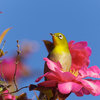 野鳥撮り初め