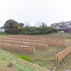 稲木干し（土浦市霞が岡）～つくば市とその周辺の風景写真案内（５４１）