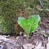 山野草