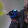 ルリミツドリ(Red-legged Honeycreeper)