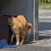 深島のねこさん