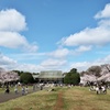 花曇りもいいけど、やっぱ青空と桜は良くあうなぁ、と小金井公園で思った