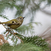 2020年1月25日の鳥撮り-東京都葛飾区