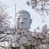 布袋の大仏　ソメイヨシノ 満開
