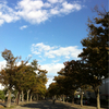 今朝の代々木公園はバラに誘われて