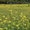 20230420 菜の花畑に看板設置