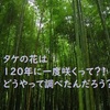 タケの花は120年に一度咲くって？！　どうやって調べたんだろう？