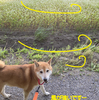 夕方のお散歩