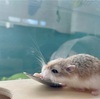 昼下がりのココちゃん