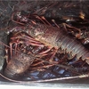 伊勢海老釣り・新仕掛けマル秘釣り 大漁