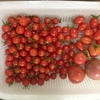 今日の収穫（2013.08.20）雨によるトマト割れ編