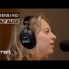 今日の動画。 - Humbird - Wolf Alice, Persephone, Eve Boards A Train (Live at Radio Heartland)