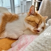 今年もふるさと納税は岐阜県飛騨市に。