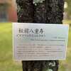 お花見（松前八重寿：まつまえやえことぶき） / 松本歯科大（長野県塩尻市）