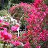 霊山寺　薔薇園　２００９