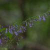 山野草の発芽が始まりました