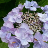  紫陽花