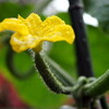 我が家の野菜たち・2017初夏