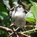 kasabow の 野鳥撮影日記