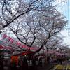 2012年花見！桜！（横浜大岡川・千鳥ヶ淵・湘南平など）