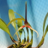 Bulbophyllum unitubum