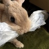 うさぎ🐰 