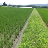 への字稲作と慣行栽培の違いは肥効の時期に差がある