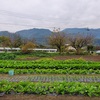 玉ねぎ植え