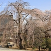 東光寺の枝垂れ桜・・