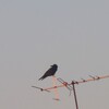 AIと考えたカラスの画像