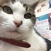 【撮ってみた】塾猫「さくら」のドアップ写真