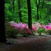 ツツジ咲く雨上がりの赤城自然園