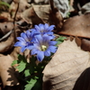 身近で目にする青い山野草７選　青いお花の正体は？
