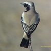 Desert Wheatear サバクヒタキ （インドの鳥その43）